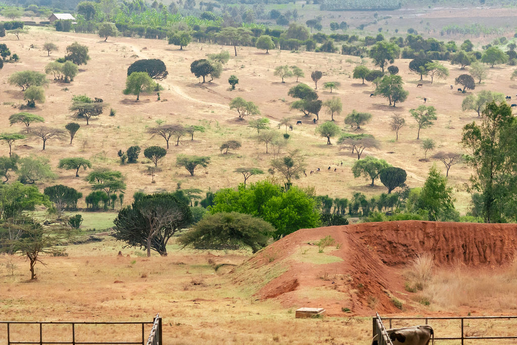 Rolling green hills and acacia trees of the Rwandan countryside