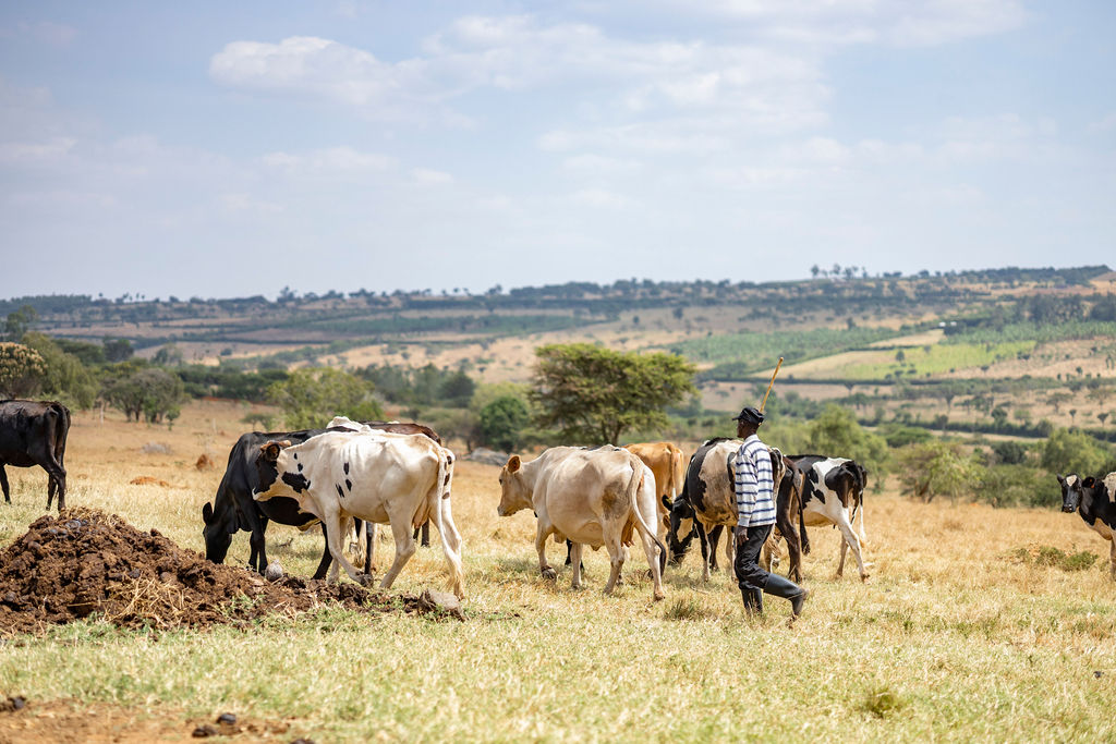 A herder walking with dairy cattle across open Rwandan pasture