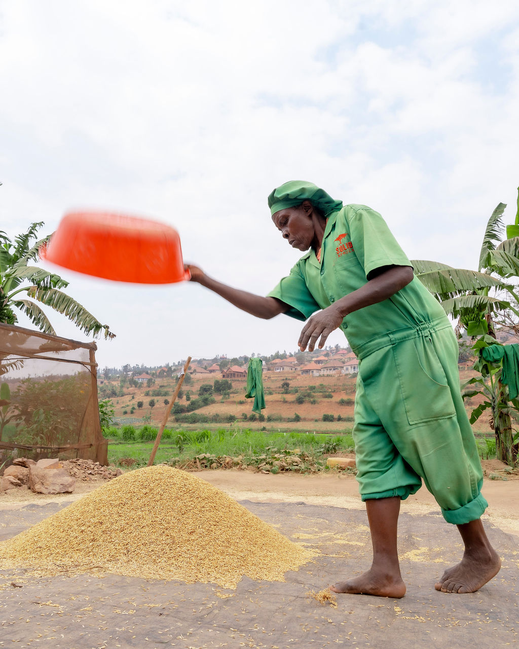 A worker winnowing grain on a bright tarpaulin in the countryside