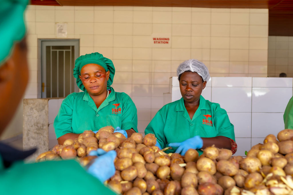 Two workers in green sorting fresh potatoes