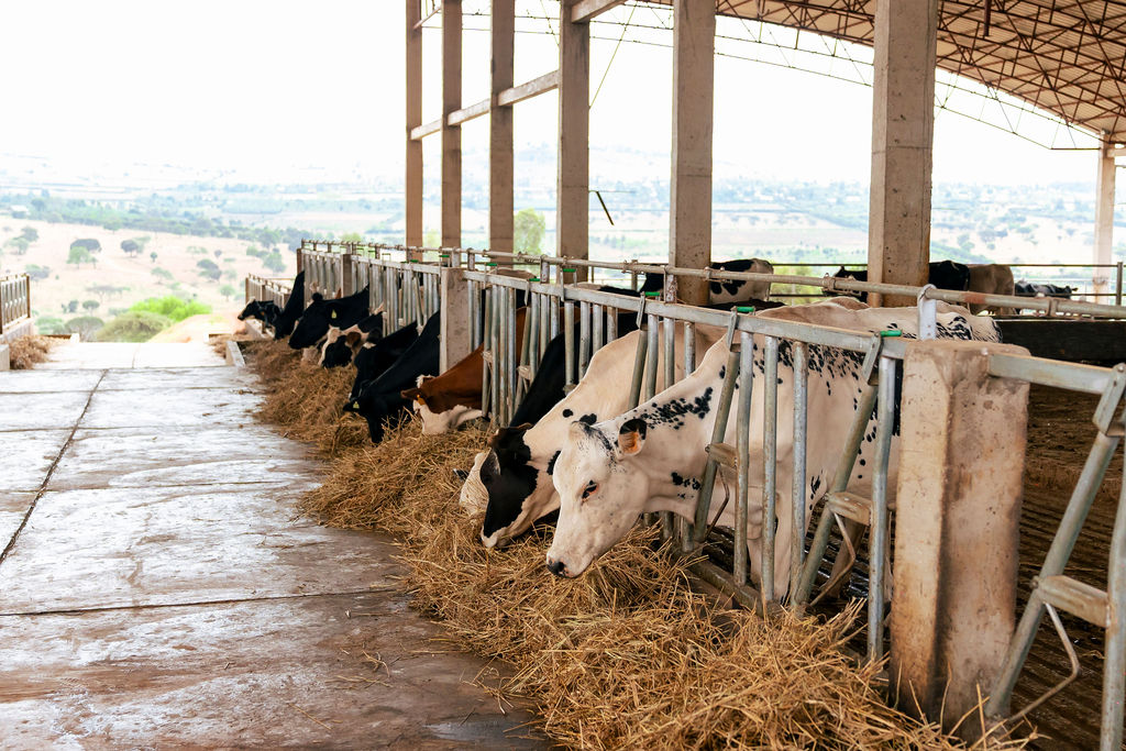 Dairy farming for Ishyo Foods in the Rwandan countryside