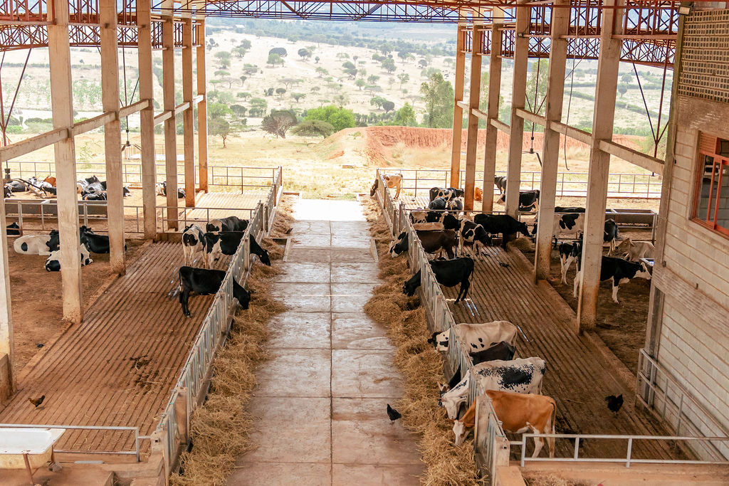 Dairy farming for Ishyo Foods in the Rwandan countryside