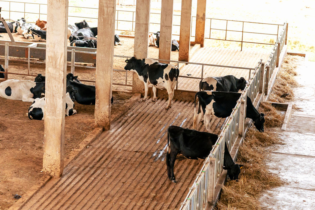 Dairy farming for Ishyo Foods in the Rwandan countryside
