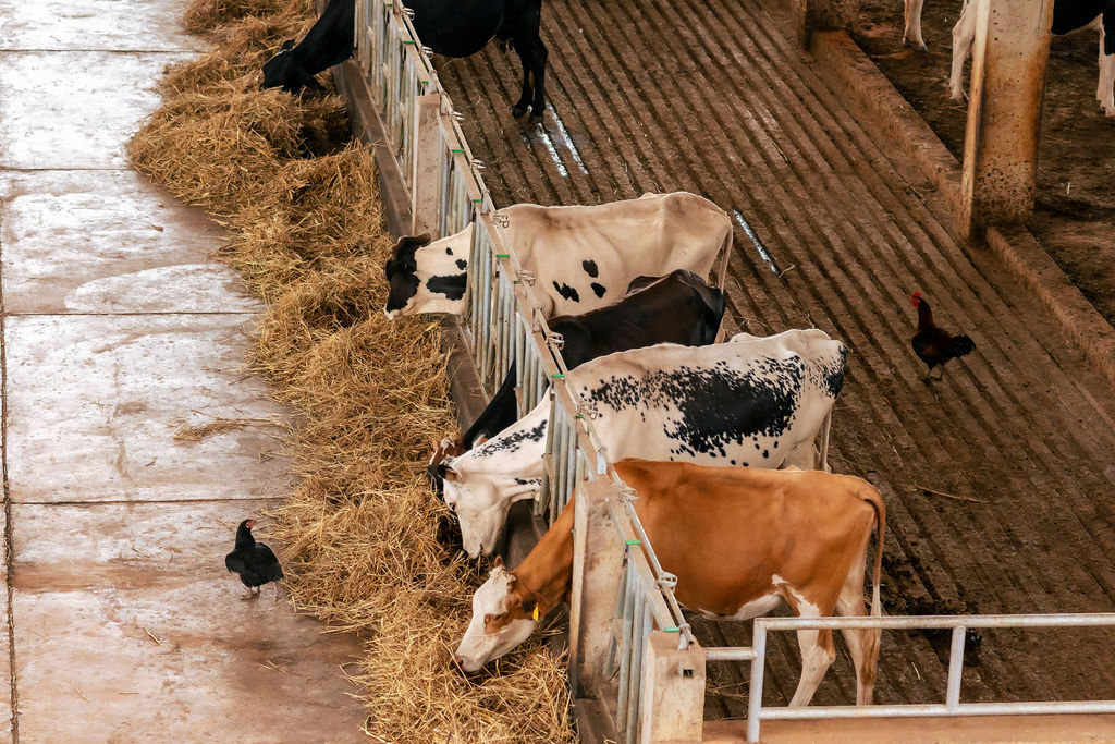 Dairy farming for Ishyo Foods in the Rwandan countryside