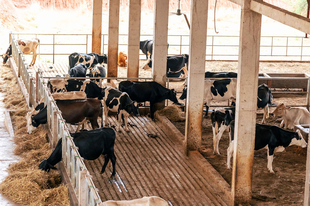 Dairy farming for Ishyo Foods in the Rwandan countryside