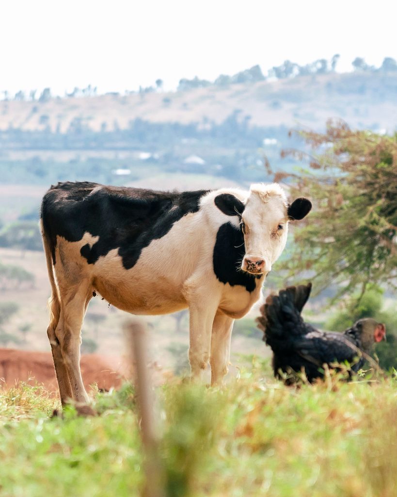 Dairy farming for Ishyo Foods in the Rwandan countryside