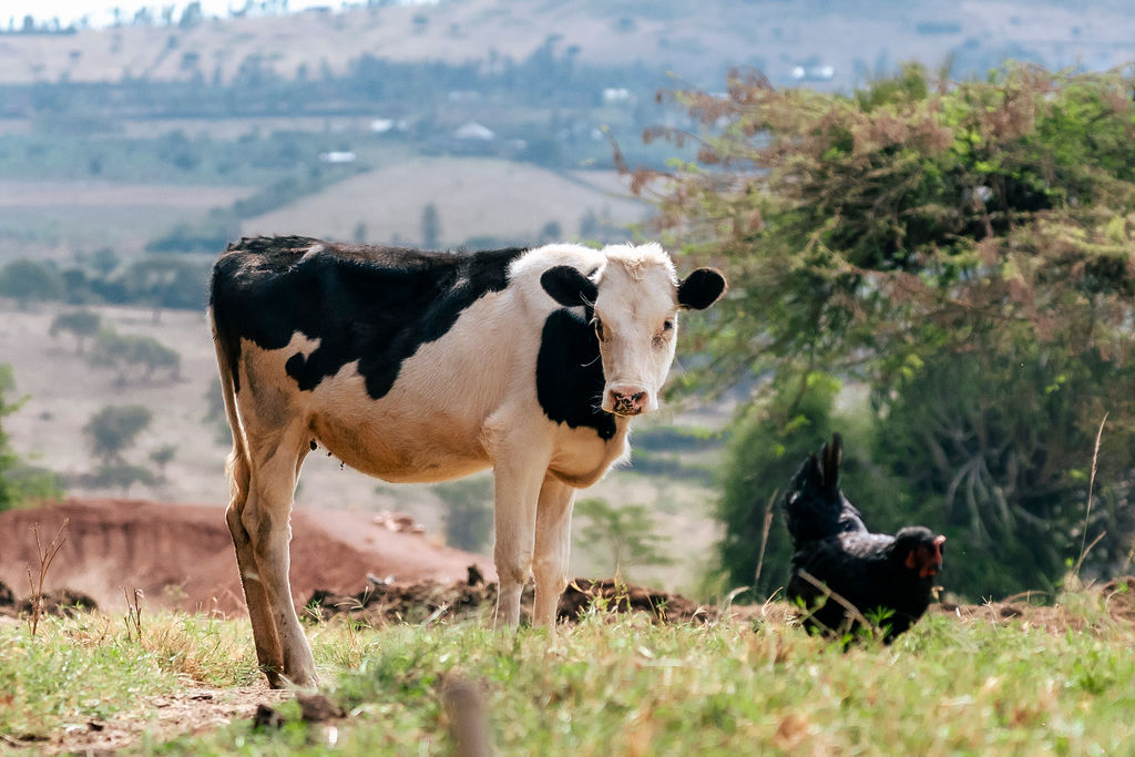 Dairy farming for Ishyo Foods in the Rwandan countryside