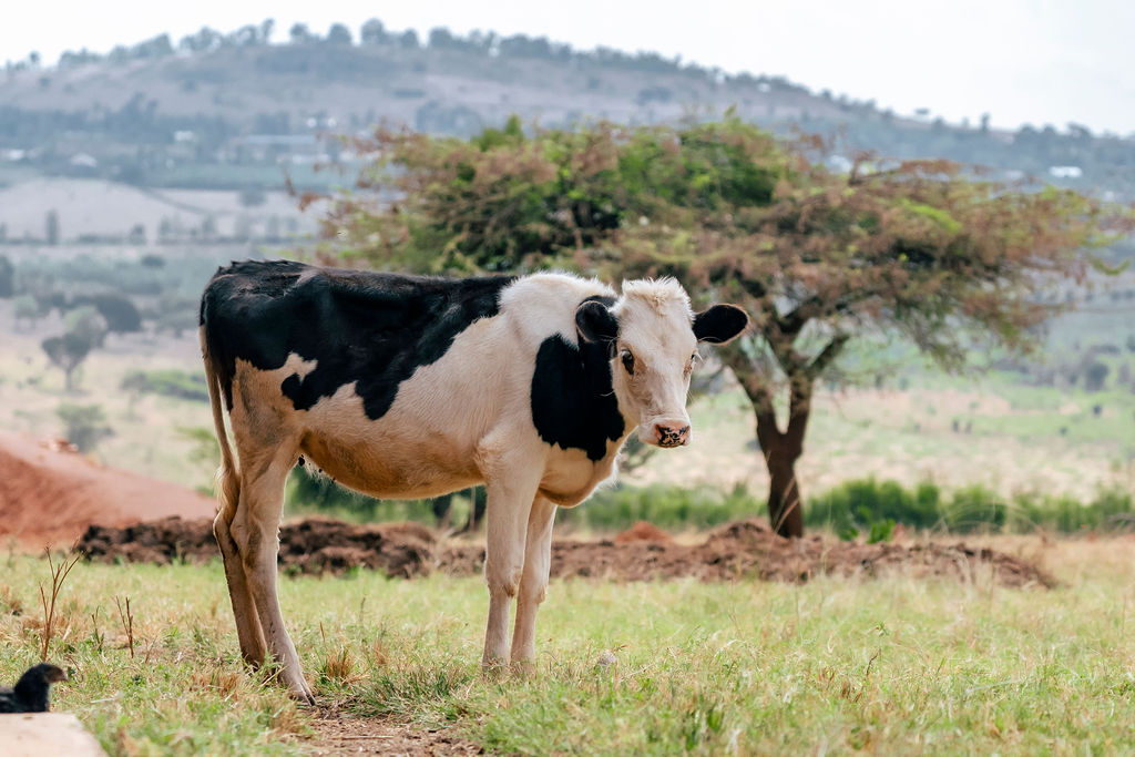 Dairy farming for Ishyo Foods in the Rwandan countryside