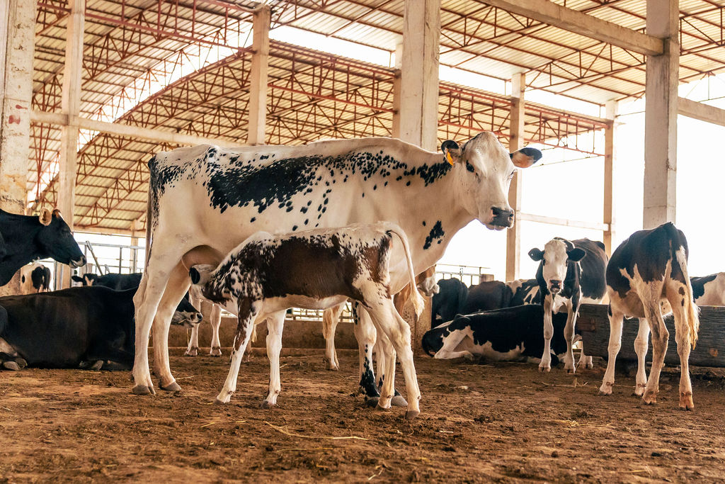 Dairy farming for Ishyo Foods in the Rwandan countryside