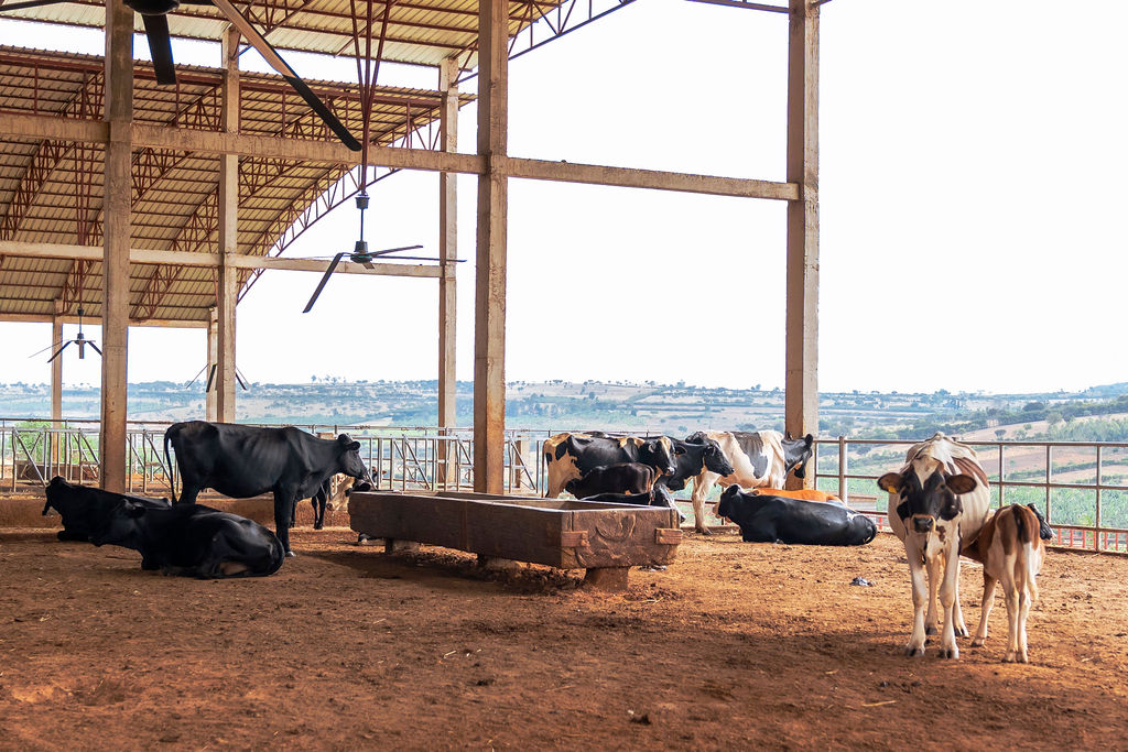 Dairy farming for Ishyo Foods in the Rwandan countryside