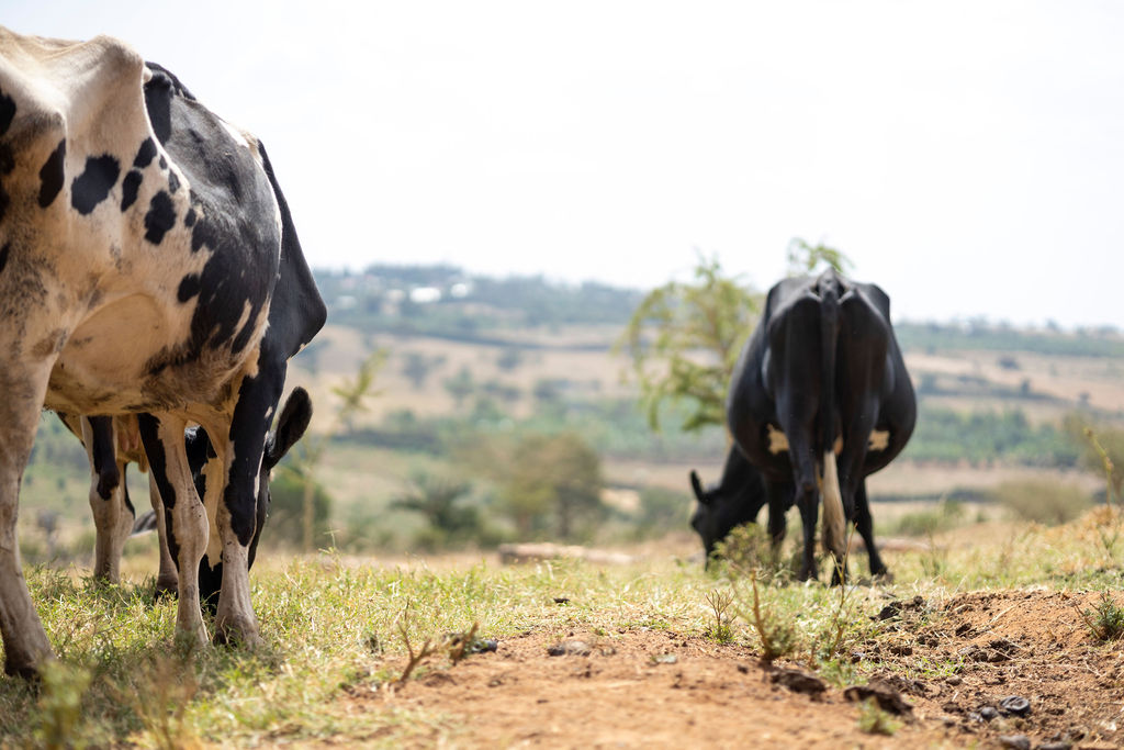 Dairy farming for Ishyo Foods in the Rwandan countryside