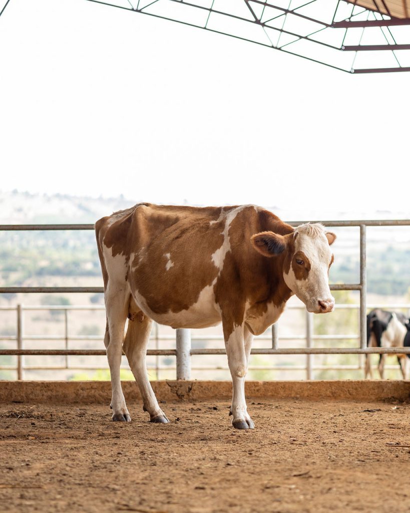 Dairy farming for Ishyo Foods in the Rwandan countryside