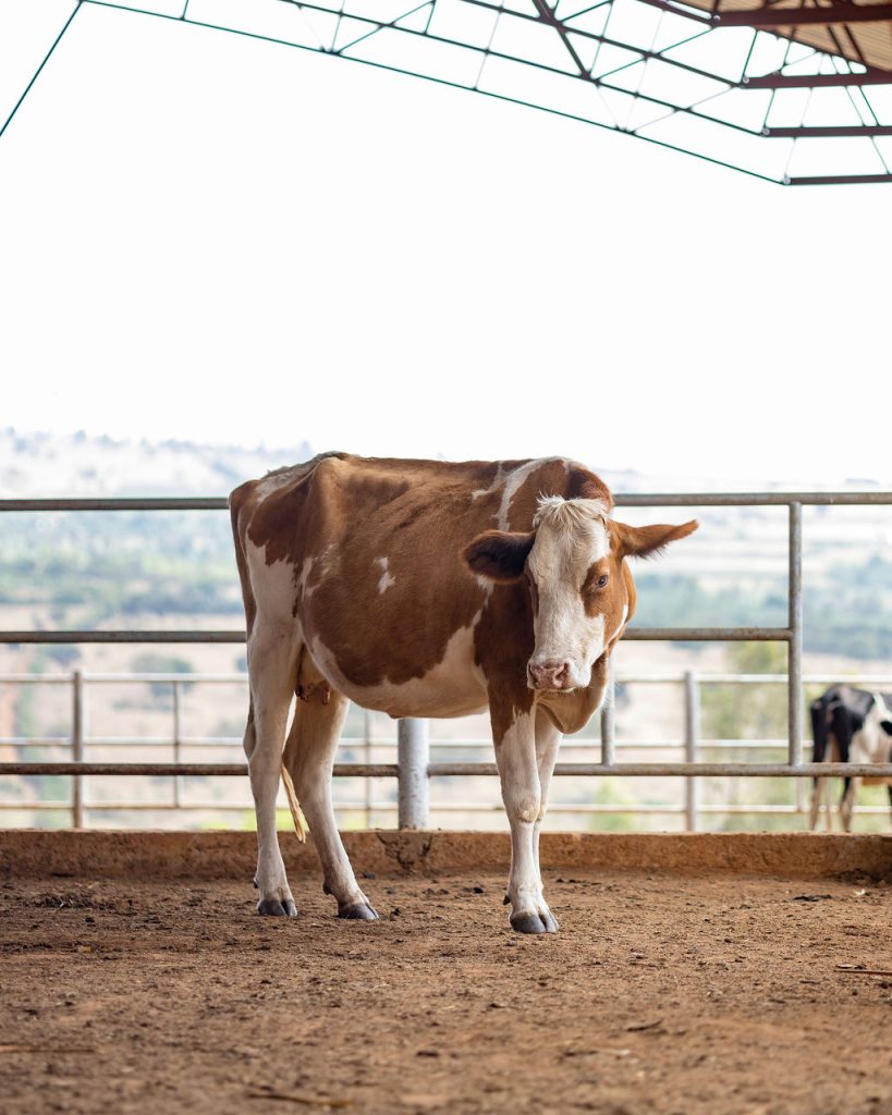 Dairy farming for Ishyo Foods in the Rwandan countryside