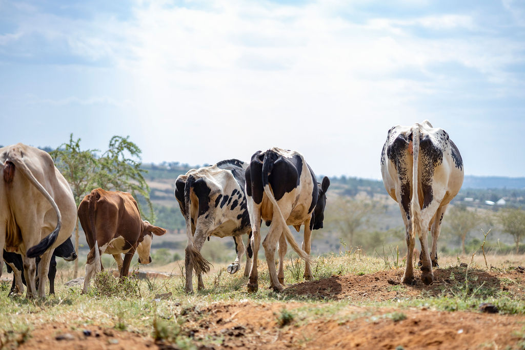 Dairy farming for Ishyo Foods in the Rwandan countryside
