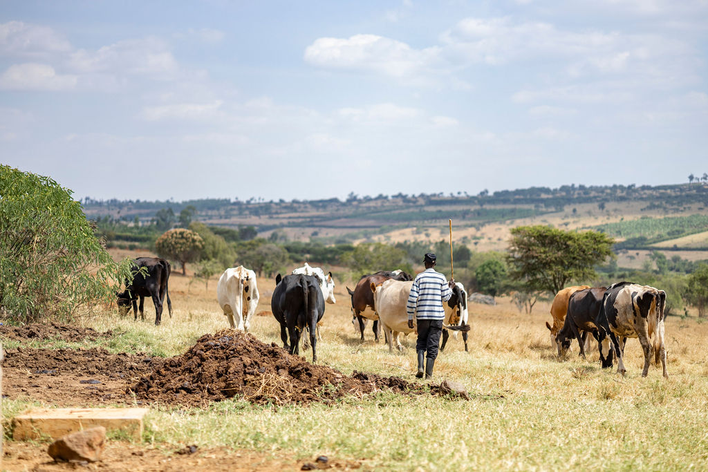 Dairy farming for Ishyo Foods in the Rwandan countryside