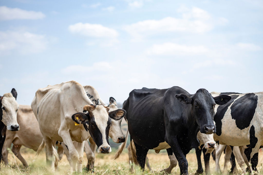 A farmer hand-milking a dairy cow into a jug on a Rwandan farm