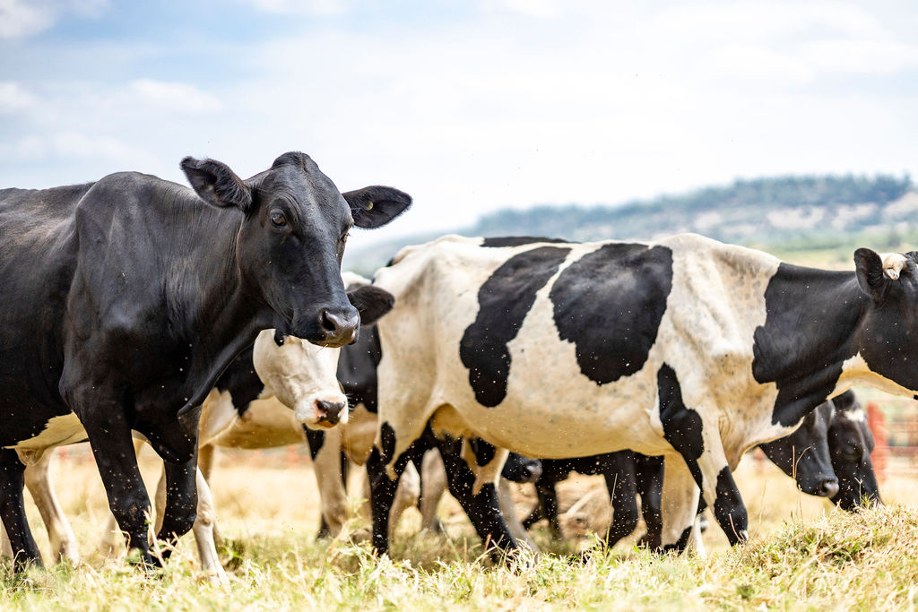 Dairy farming for Ishyo Foods in the Rwandan countryside