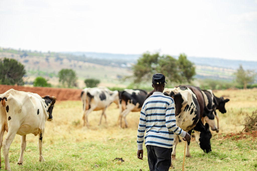 Dairy farming for Ishyo Foods in the Rwandan countryside