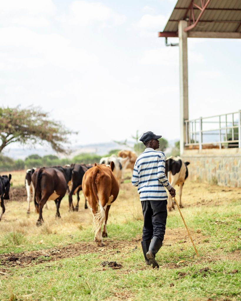 Dairy farming for Ishyo Foods in the Rwandan countryside