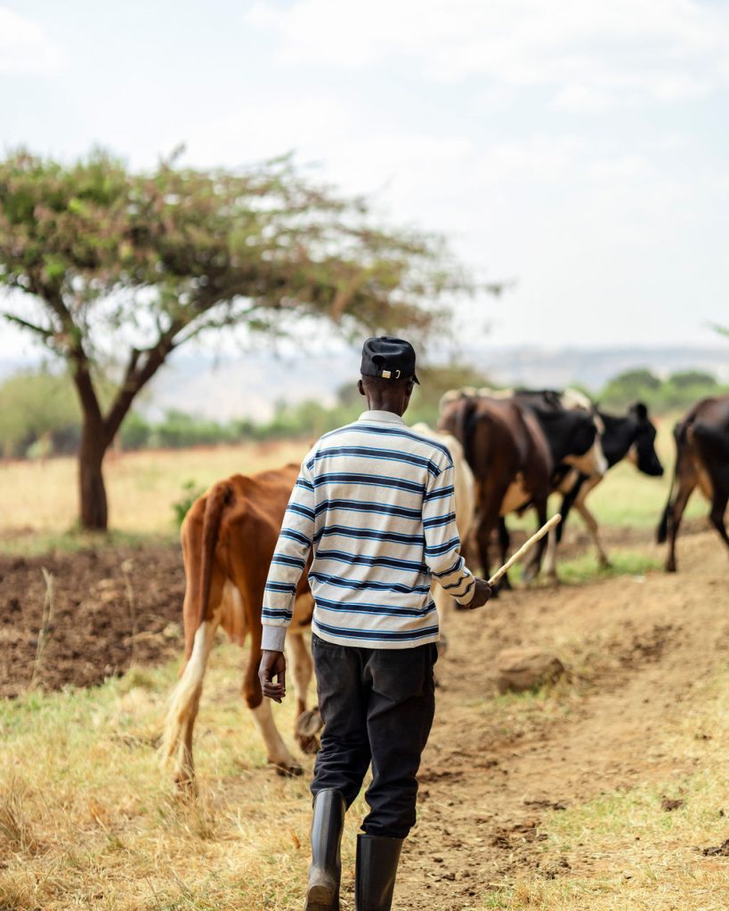 Dairy farming for Ishyo Foods in the Rwandan countryside