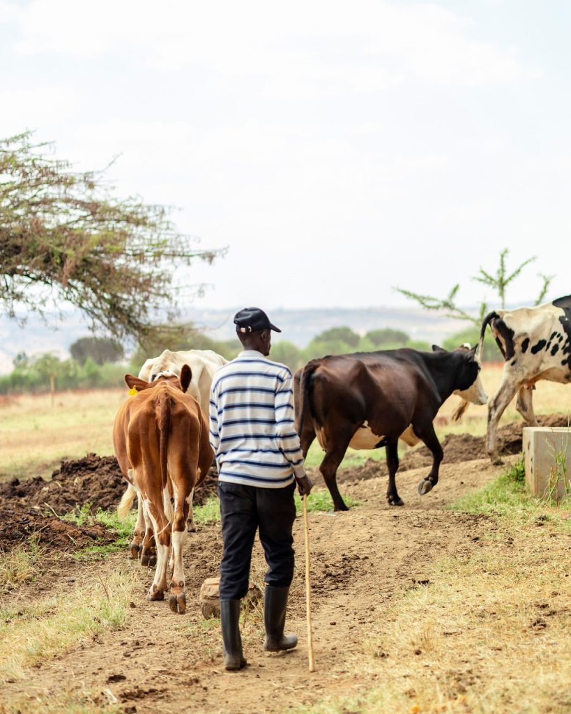 Dairy farming for Ishyo Foods in the Rwandan countryside