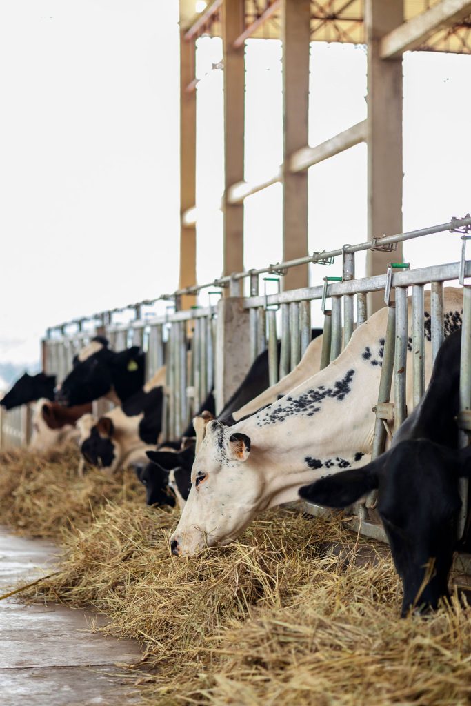 Dairy farming for Ishyo Foods in the Rwandan countryside