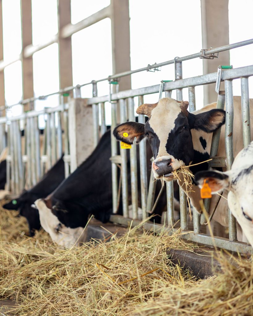 Dairy farming for Ishyo Foods in the Rwandan countryside