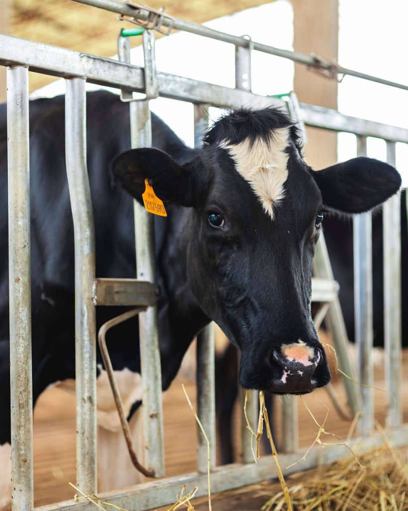Dairy farming for Ishyo Foods in the Rwandan countryside