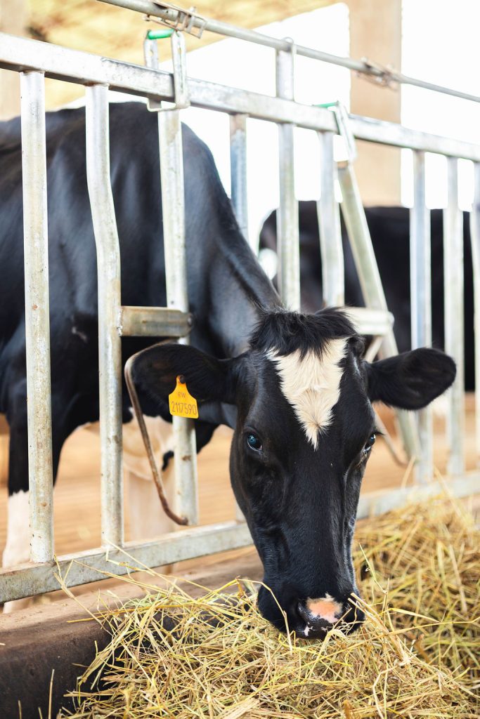 Dairy farming for Ishyo Foods in the Rwandan countryside