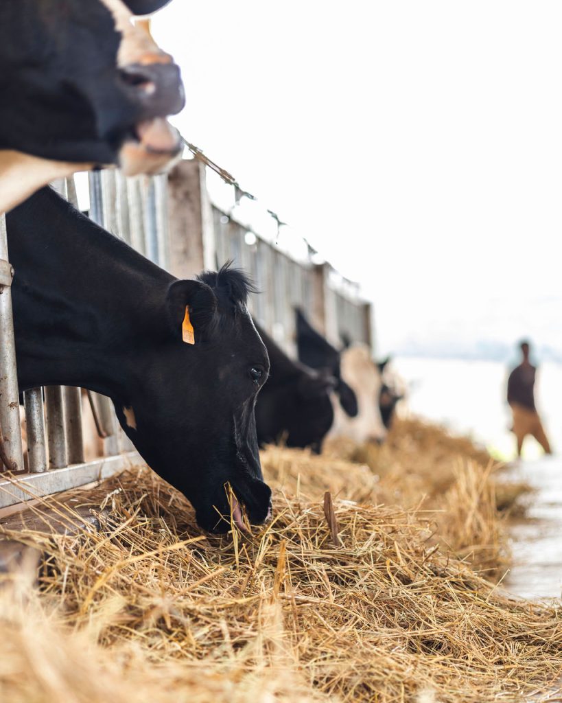 Dairy farming for Ishyo Foods in the Rwandan countryside