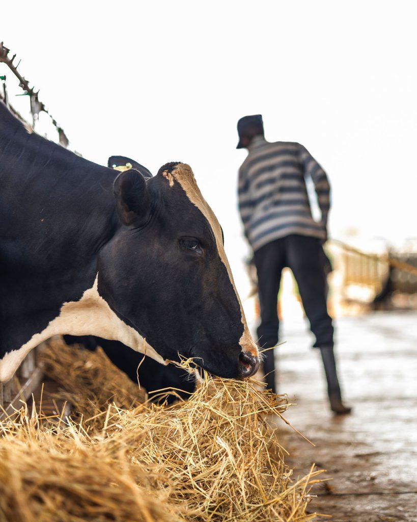 Dairy farming for Ishyo Foods in the Rwandan countryside
