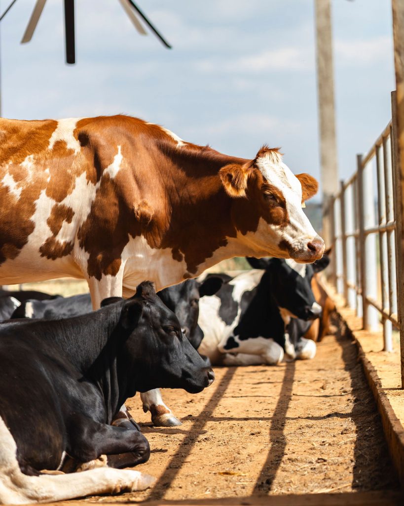 Dairy farming for Ishyo Foods in the Rwandan countryside