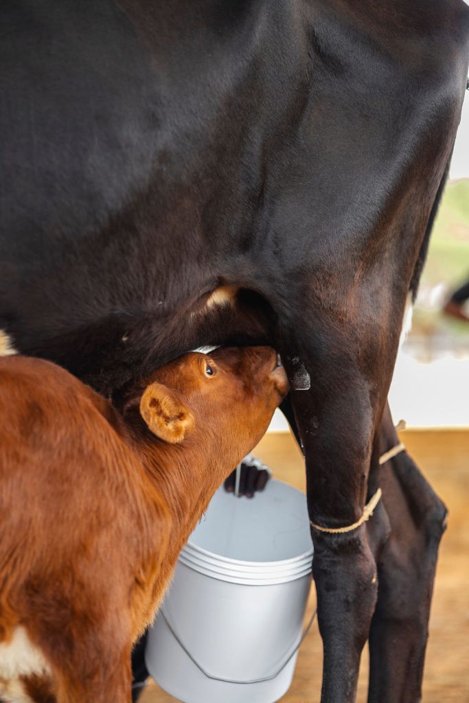 Dairy farming for Ishyo Foods in the Rwandan countryside
