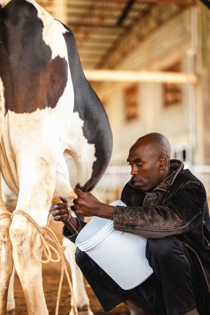 Dairy farming for Ishyo Foods in the Rwandan countryside