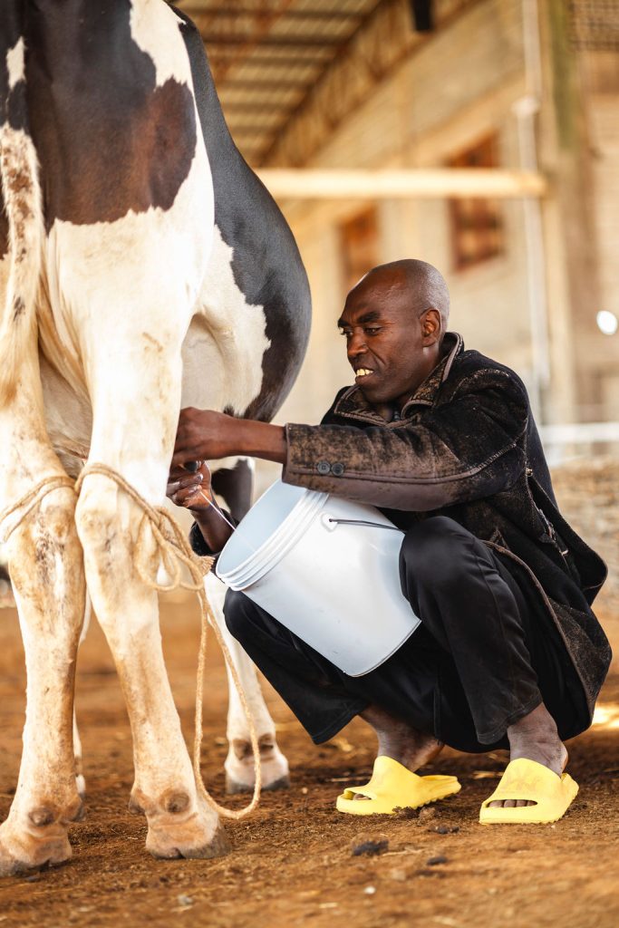 Dairy farming for Ishyo Foods in the Rwandan countryside