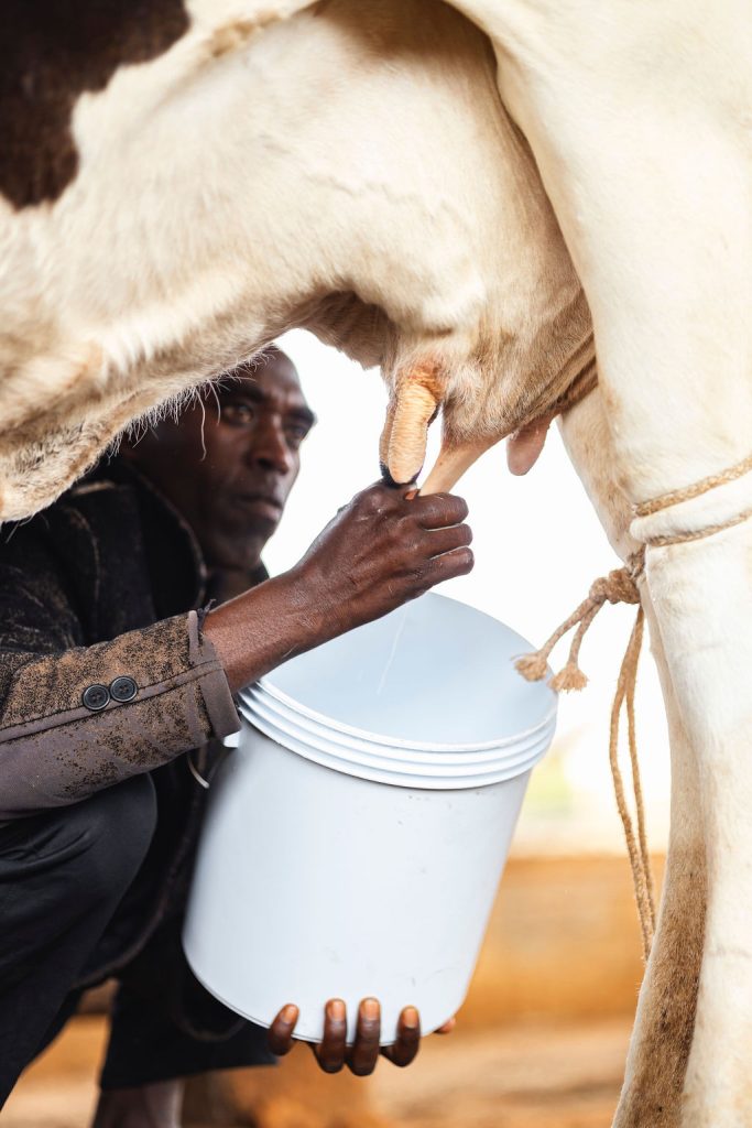 Dairy farming for Ishyo Foods in the Rwandan countryside