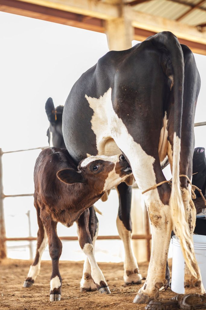Dairy farming for Ishyo Foods in the Rwandan countryside