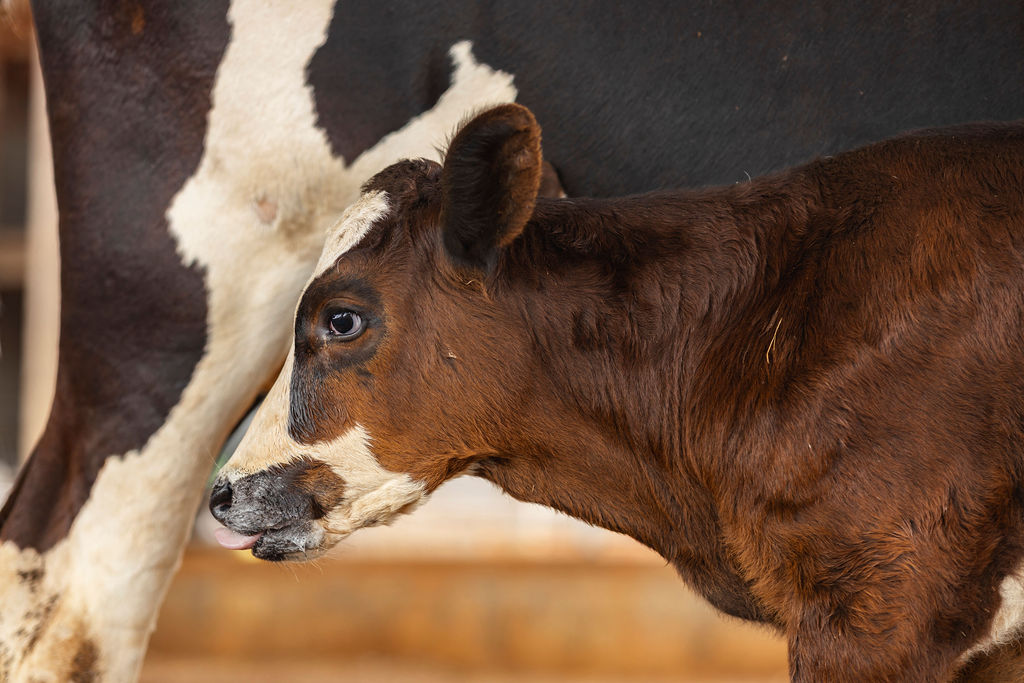 Dairy farming for Ishyo Foods in the Rwandan countryside