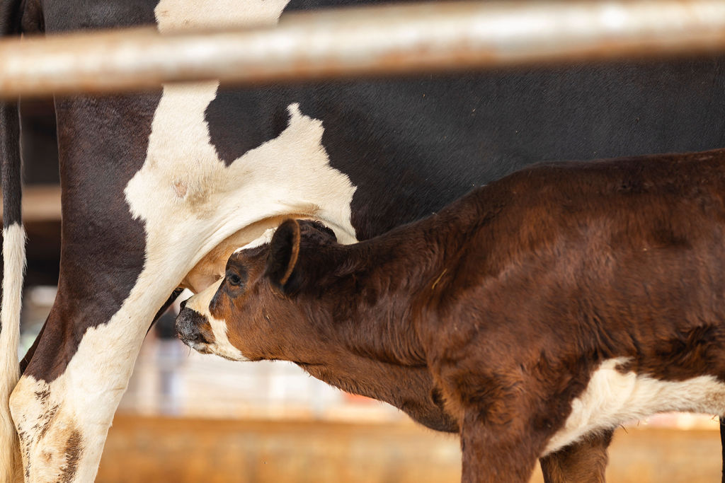 Dairy farming for Ishyo Foods in the Rwandan countryside