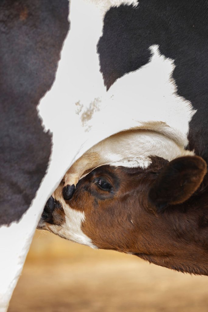 Dairy farming for Ishyo Foods in the Rwandan countryside