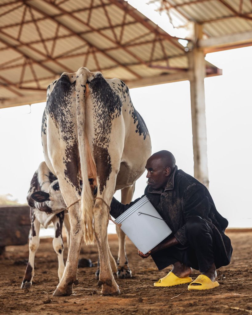 Dairy farming for Ishyo Foods in the Rwandan countryside