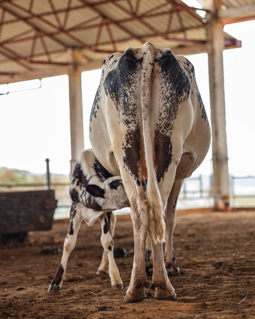 Dairy farming for Ishyo Foods in the Rwandan countryside