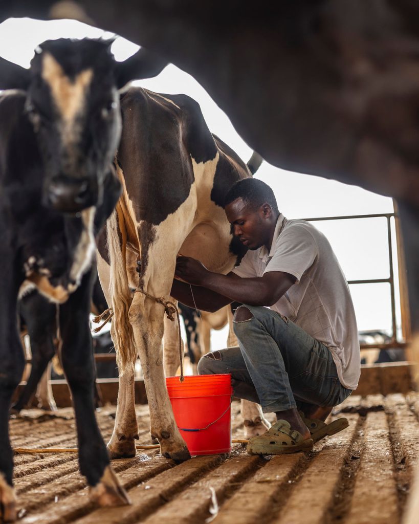 Dairy farming for Ishyo Foods in the Rwandan countryside