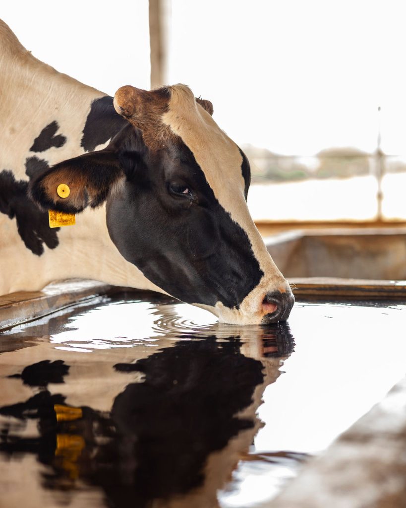 Dairy farming for Ishyo Foods in the Rwandan countryside
