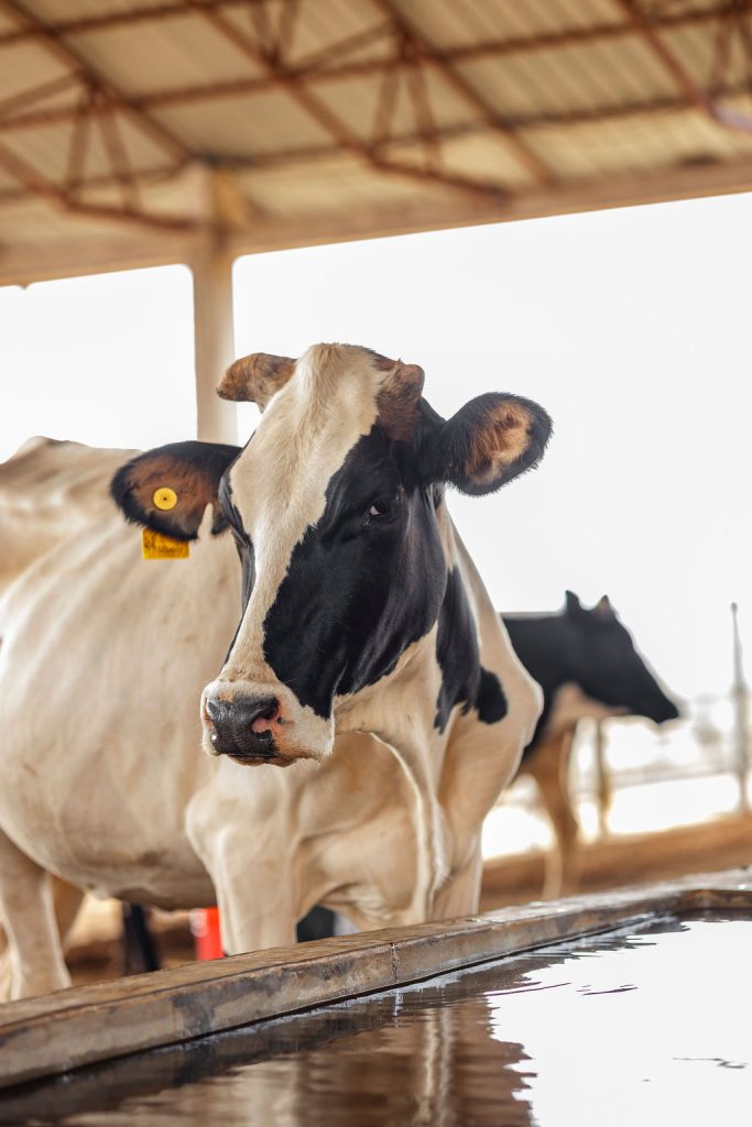 Dairy farming for Ishyo Foods in the Rwandan countryside